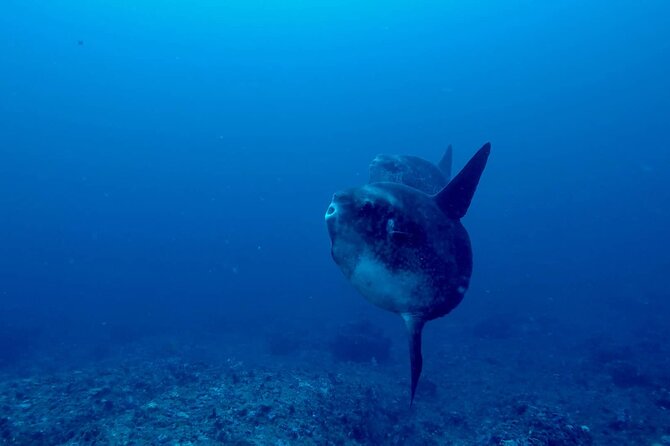 Certified Scuba Dive with Manta Rays (Open Water Diver minimum) - Nusa Penida’s manta rays, without the chaos