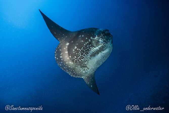 Certified Scuba Dive with Manta Rays (Open Water Diver minimum) - What you get for the price: gear, lunch, and the important little comforts