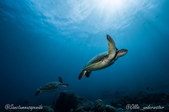 Certified Scuba Dive with Manta Rays (Open Water Diver minimum) - Crystal Bay: your second chance at the mantas
