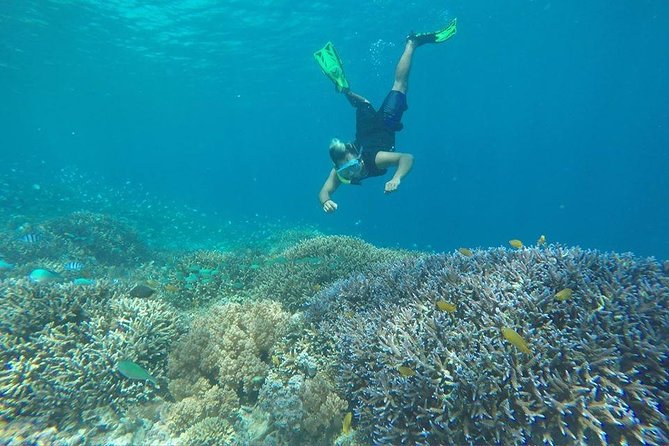 Day Trip Gili Trawangan, Gili Meno, Gili Air (Depart Lombok) - Gili Meno Turtle Sanctuary: The Island Where Wildlife Feels Close