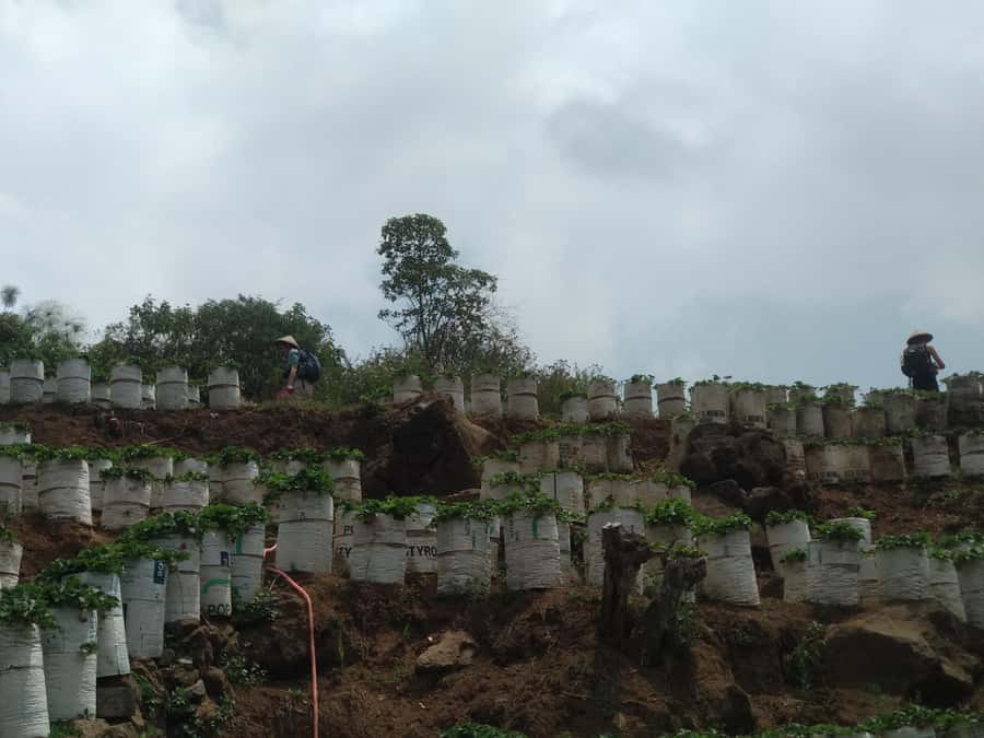 Day Trip Volcano White Crater Ciwidey Bandung - Tour Guide - Price and logistics: what your $43 is really buying