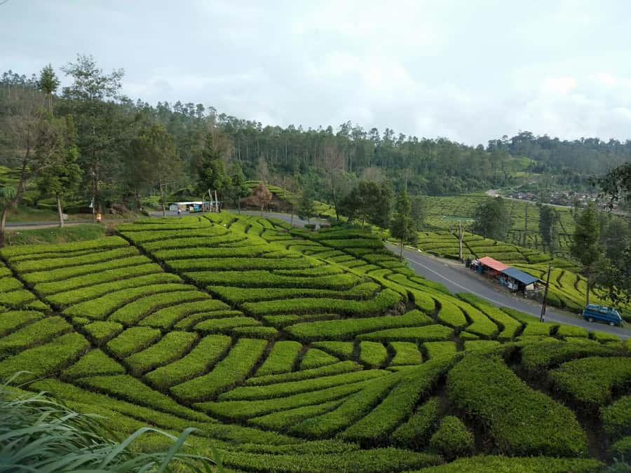 Day Trip Volcano White Crater Ciwidey Bandung - Tour Guide - Your private transport and why it matters more than you think