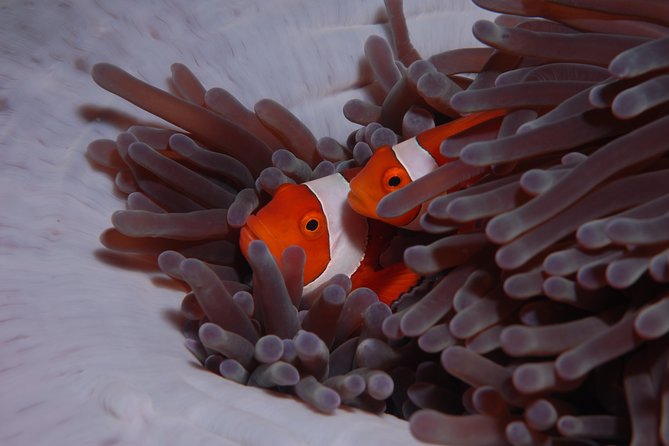 Discover Scuba Diving - One Ocean Stop, Two Big Choices: Coral Garden or the USAT Liberty Wreck