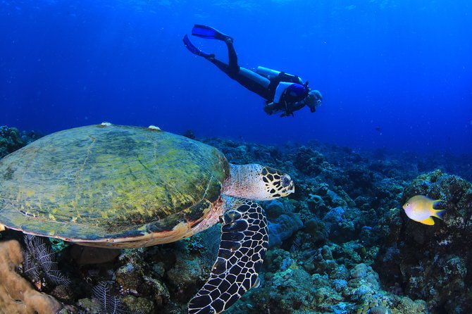 Discover Scuba Diving - Who This Intro Scuba Experience Suits Best