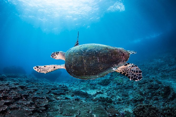 Discover Scuba Diving in Tulamben - Diving Initiation in Bali best diving sites - USS Liberty Shipwreck: Why The Wreck Becomes The Highlight