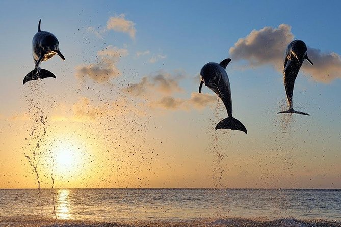 Dolphin Tour and Sunrise Watching in Lovina Beach - All Inclusive - Dolphin Watching in Lovina: What You’ll See From the Glass-Bottom Boat