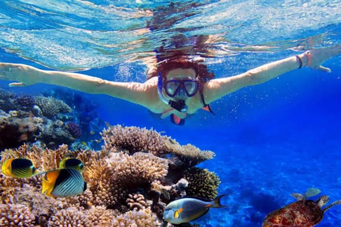Dolphin Watching Tour, Swimming with Dolphins and Snorkeling - On the Water: Chasing Dolphins at First Light