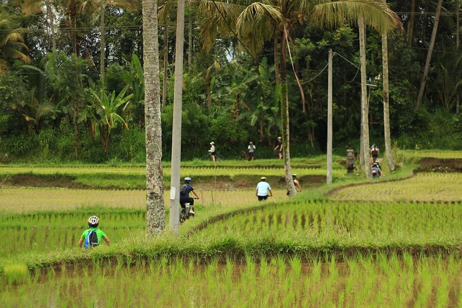 Downhill Cycling Ubud with Volcano, Rice Terrace and Educational - The cycling portion: what downhill really means here