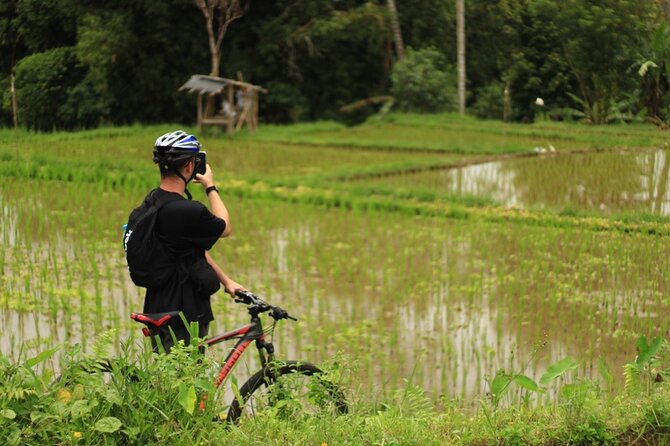 Downhill Cycling Ubud with Volcano, Rice Terrace and Educational - Cultural stop at a local family compound, rice fields included