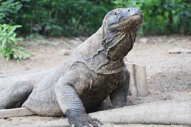 Early Bird Speedboat Group Tour : Explore Komodo Ahead of Crowds - Lunch Timing on Komodo: Fuel Without Losing the Day