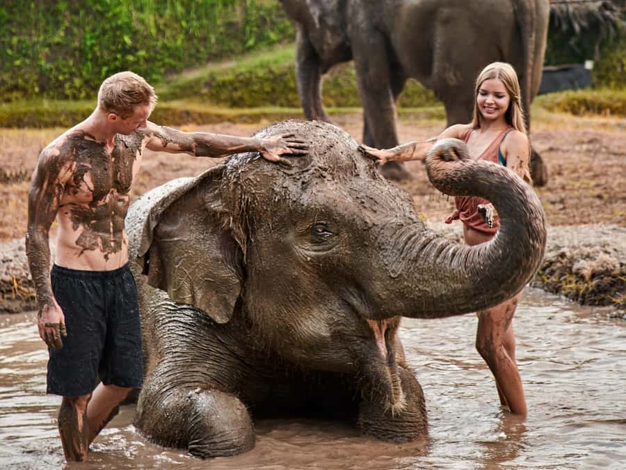 Elephant Care Experience with Mud Bath at Bali Zoo - Key highlights you should know before you go