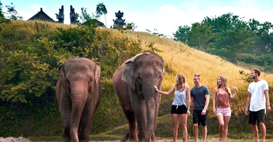 Elephant Care Experience with Mud Bath at Bali Zoo - The mud bath and sand spa, why elephants go for earth and water