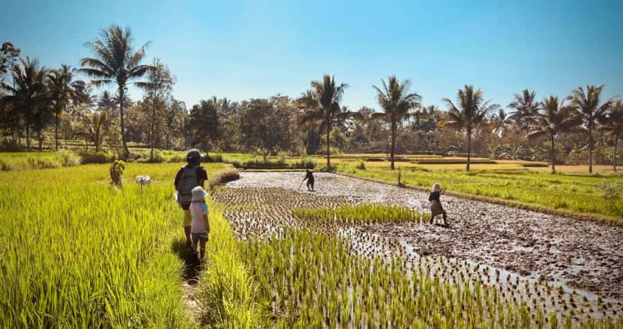 Exclusive Tetebatu: Waterfall, Rice Fields, Monkey & Weaving - Monkey Forest in Tetebatu: playful macaques and your next photo plan