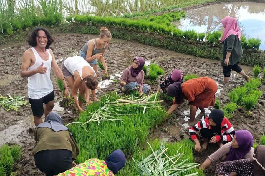 Exclusive Tetebatu: Waterfall, Rice Fields, Monkey & Weaving - Lunch break with Lombok flavors, usually around the monkey forest area
