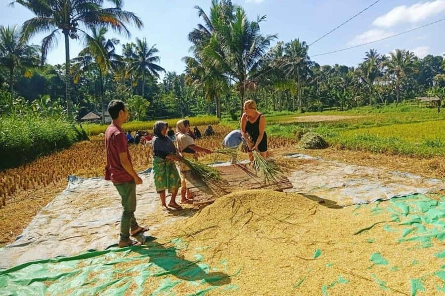 Exclusive Tetebatu: Waterfall, Rice Fields, Monkey & Weaving - Price and value of $39 for an 8 hour guided circuit