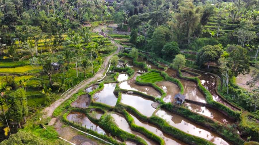 Exclusive Tetebatu: Waterfall, Rice Fields, Monkey & Weaving - Hotel pickup, comfortable transport, and how the day runs