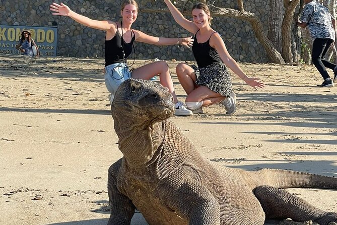 Explore Komodo and Swim with Whale Sharks - Key Things I’d Prioritize Before Booking
