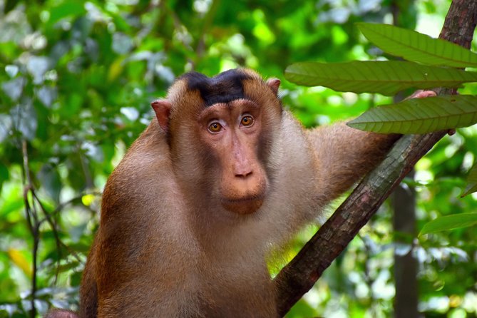 FAMILY JUNGLE TOUR: Orangutan Trek (4-hours hike) by EcoTravel Bukit Lawang - Orangutans in the Wild: How to Think About the Odds