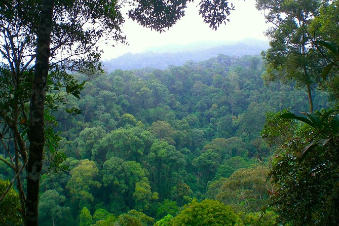 FAMILY JUNGLE TOUR: Orangutan Trek (4-hours hike) by EcoTravel Bukit Lawang - Price and Value: What You Pay, What It Covers, What Costs Extra