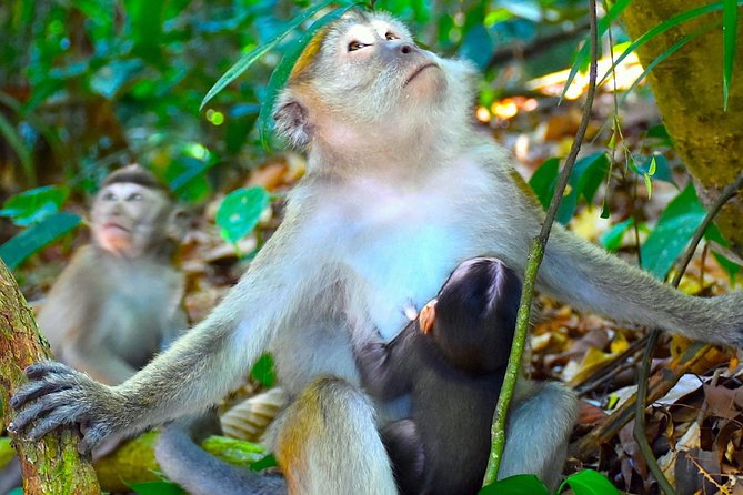 FAMILY JUNGLE TOUR: Orangutan Trek (4-hours hike) by EcoTravel Bukit Lawang - Meals and Dietary Needs: Easy Adjustments on Trek Day
