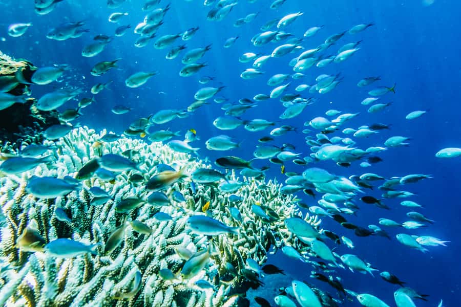 From Bali: Half Day Snorkeling 3 Spots to Lembongan & Penida - The snorkeling plan around Lembongan and Penida (3 spots worth the trip)