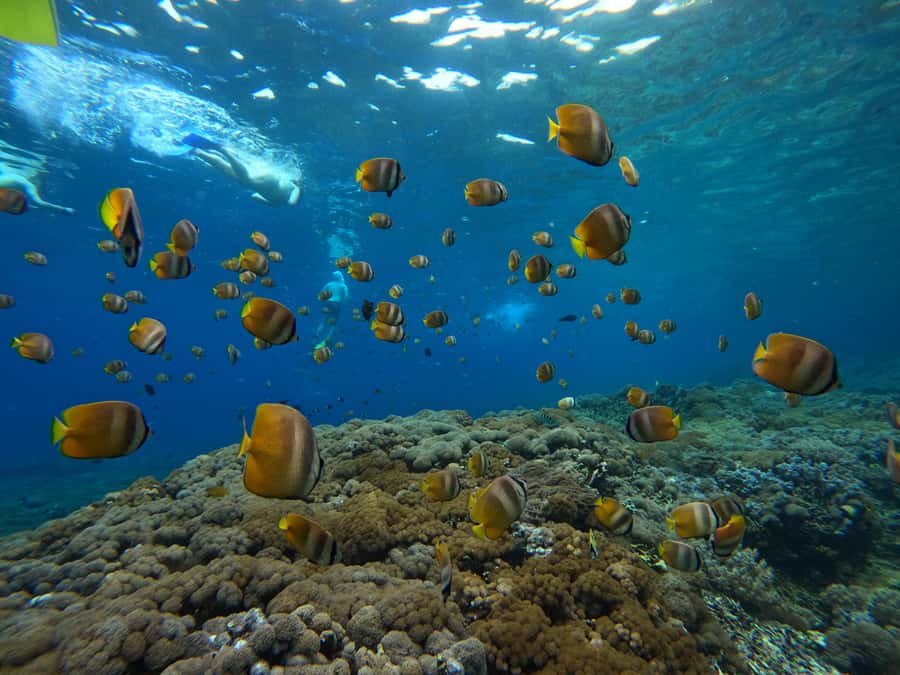 From Bali: Half Day Snorkeling 3 Spots to Lembongan & Penida - Timing, sea conditions, and why beginners need to be honest about themselves