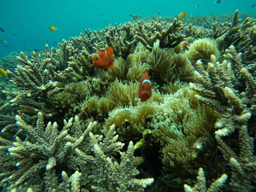From Bali: Half Day Snorkeling 3 Spots to Lembongan & Penida - Who should book this tour, and who should skip it