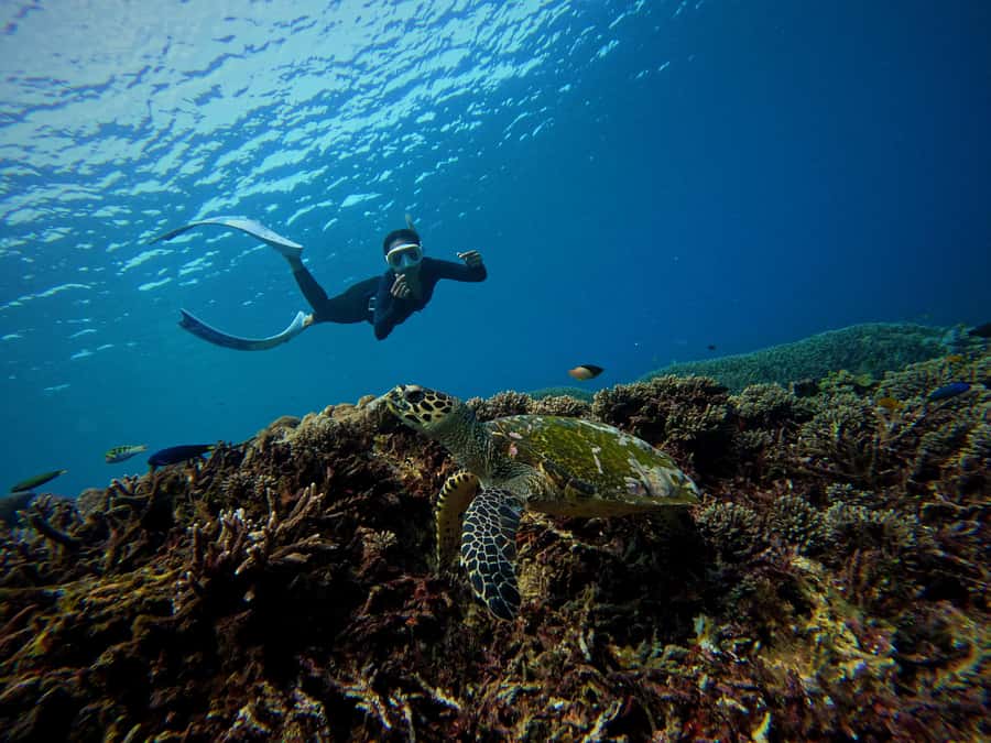 From Bali: Half Day Snorkeling 3 Spots to Lembongan & Penida - Welcome drink, fitting gear, and what you actually get