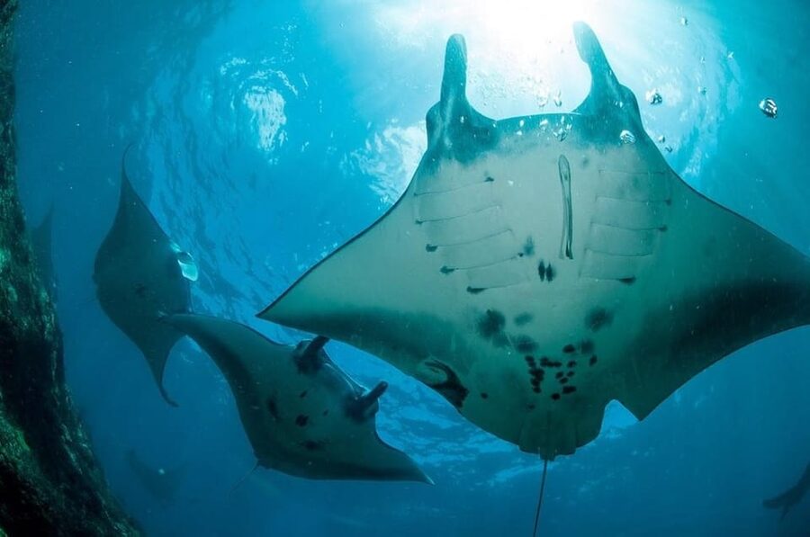 From Bali: Nusa Penida Full Day Private Snorkeling Tour - Crystal Bay: calm water, clear visibility, and turtles and reef life