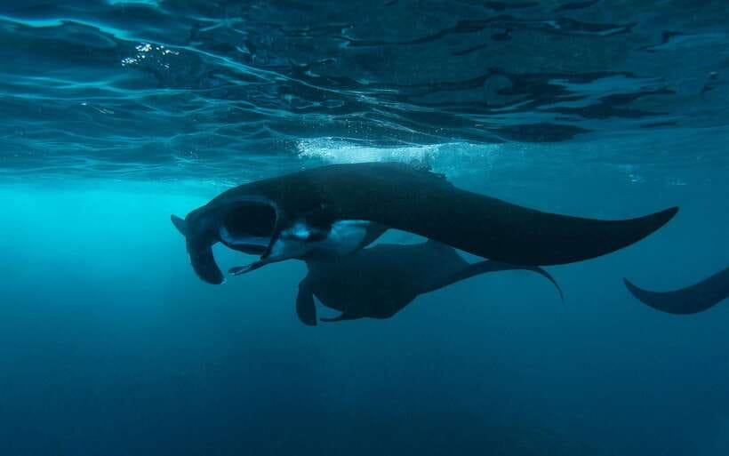 From Bali: Nusa Penida Private Snorkeling Tour with Lunch - Key things that make this tour worth your time