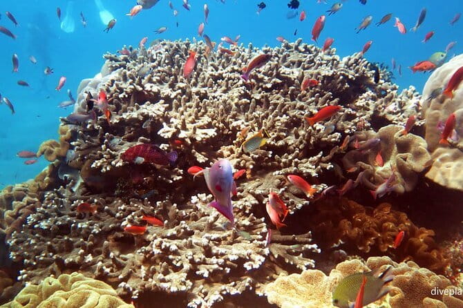 From Bali: Nusa Penida Snorkeling and Island Tour - Shared snorkeling on a big boat, even when it says private