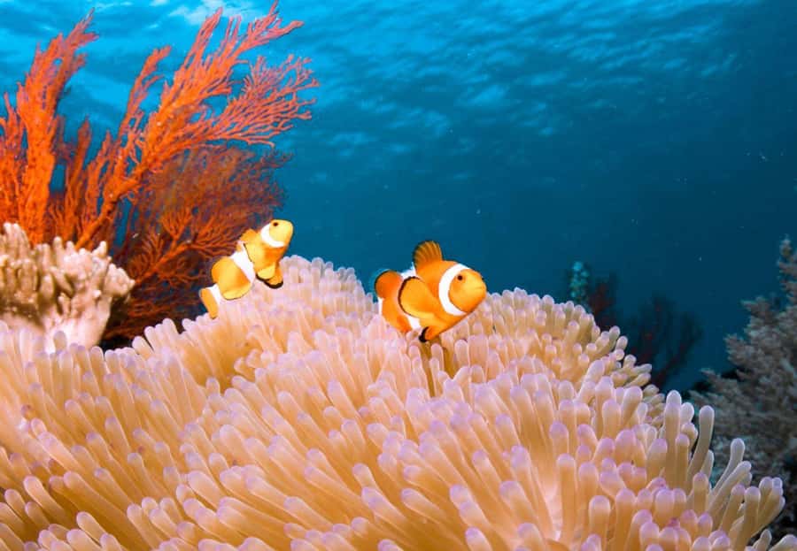 From Bali: Reef Cruise Day Trip to Nusa Lembongan - Price and Value: Is $127 Worth It for 8 Hours in Lembongan Bay?