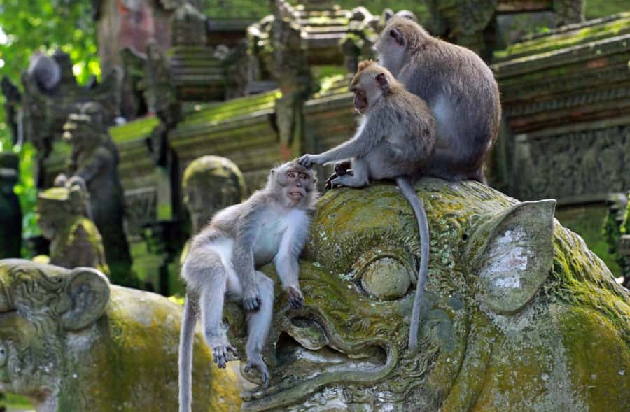 From Bali: Saraswati Temple, Monkey Forest, Ubud Waterfalls - Stop 1: Tegenungan Waterfall, your first photo stop and your first leg workout