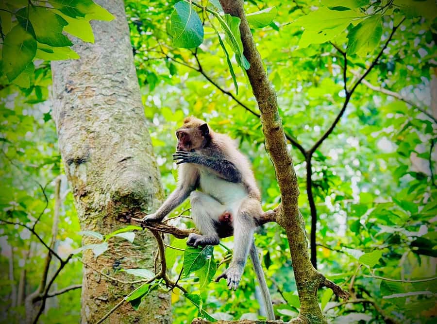 From Bali: Saraswati Temple, Monkey Forest, Ubud Waterfalls - Sacred Monkey Forest: temple views, but also phone and bag discipline