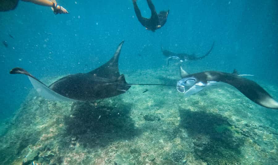 From Bali: Snorkeling at Manta Point Nusa Penida & Land Tour - Getting to Nusa Penida starts with an early Sanur morning