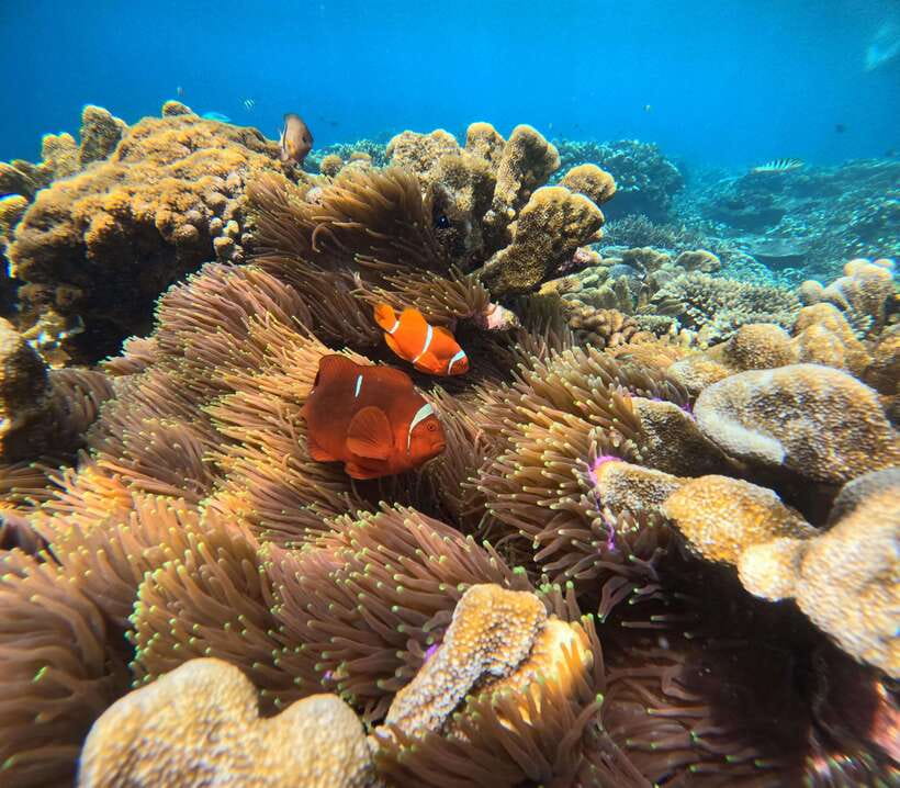 From Bali : Snorkeling & Nusa Penida Island Tour with Lunch - Kelingking Beach, Broken Beach, and the T-Rex moment