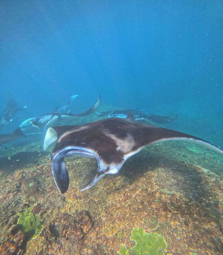 From Bali : Snorkeling & Nusa Penida Island Tour with Lunch - Lunch, water, and the shower perk you will appreciate