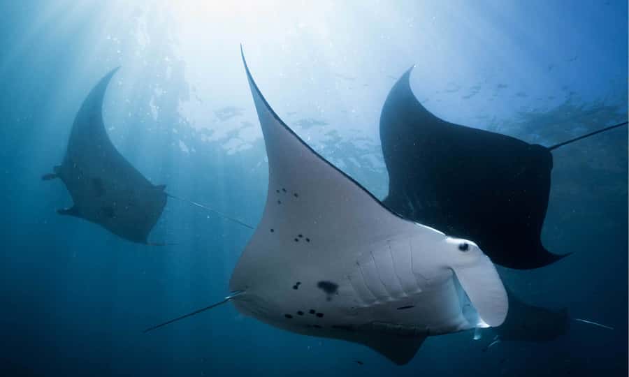 From Bali: West Nusa Penida & Snorkeling Small Group Tour - Manta rays up to 3.5 m: the real thrill and the smartest mindset