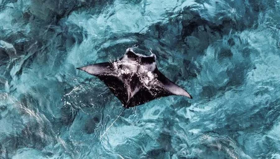 From Ceningan: Snorkeling with Manta Rays at Manta Point - The 20 minute safety briefing that actually helps