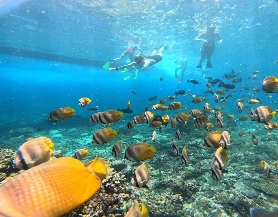 From Ceningan: Snorkeling with Manta Rays at Manta Point - Stop 1, Manta Point for 1.5 hours: how to maximize your chances