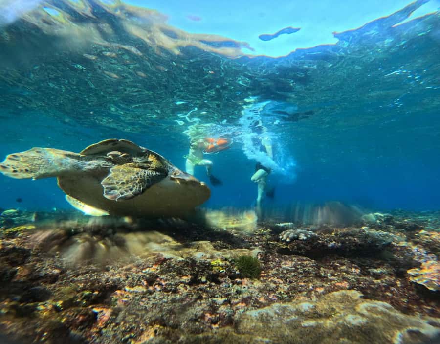 From Ceningan: Snorkeling with Manta Rays at Manta Point - Respect the rules, protect the animals, and stay comfortable
