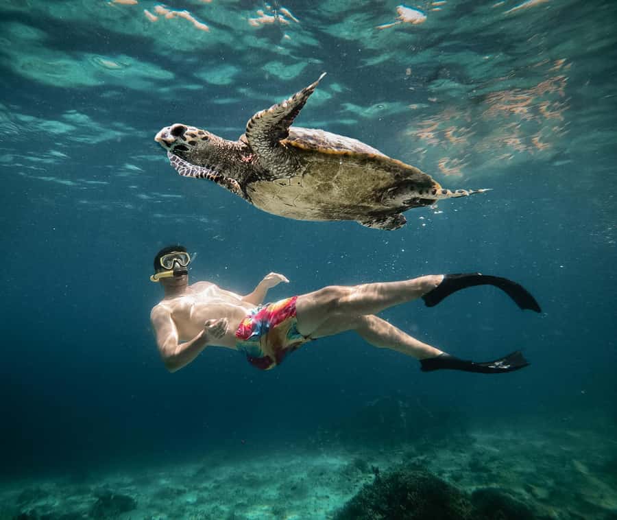 From Gili Air: Snorkeling with Turtles & Underwater Statue - Sea turtles and corals: what those three snorkeling spots really mean