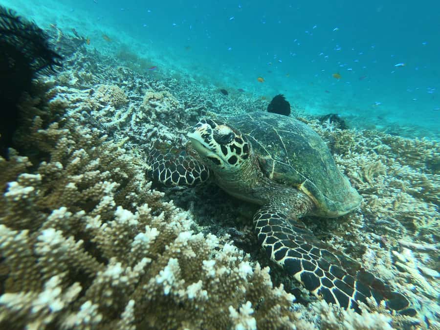From Gili Air/Trawangan: Glass-Bottom Boat with Snorkeling - Half-day Gili snorkeling plus a glass-bottom look at real reef life