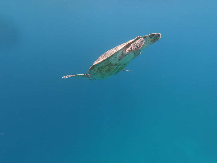 From Gili Air/Trawangan: Glass-Bottom Boat with Snorkeling - Turtle Point and coral forests: the first swim you will remember