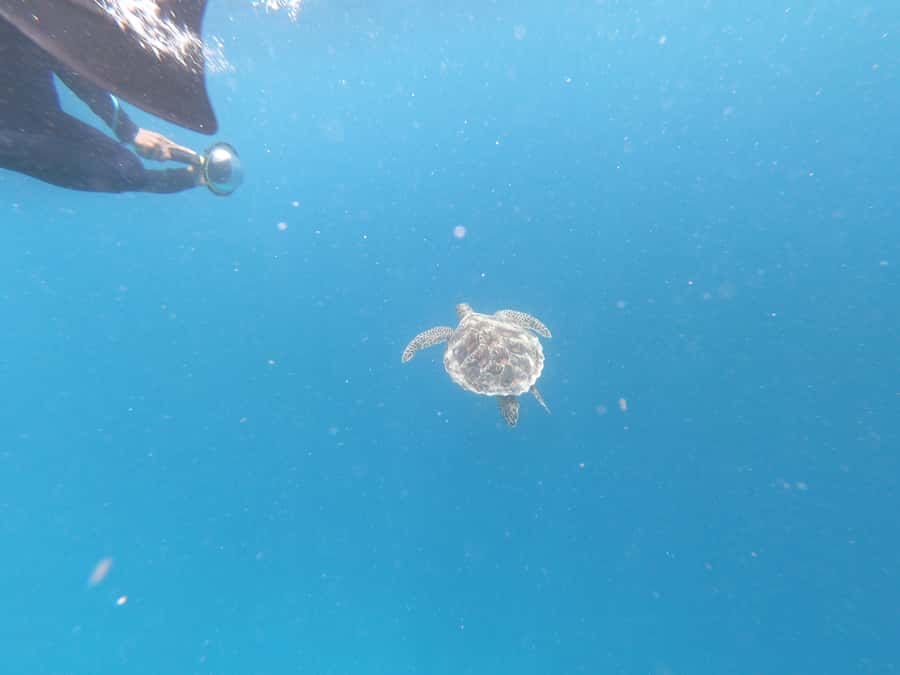 From Gili Air/Trawangan: Glass-Bottom Boat with Snorkeling - Bongkas Reef and reef fish in a surfer-style setting