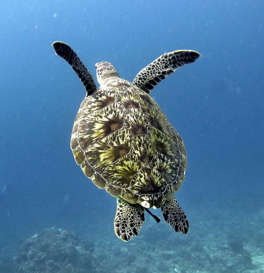 From Gili Air/Trawangan: Glass-Bottom Boat with Snorkeling - The glass-bottom boat section: fun preview, not a guarantee