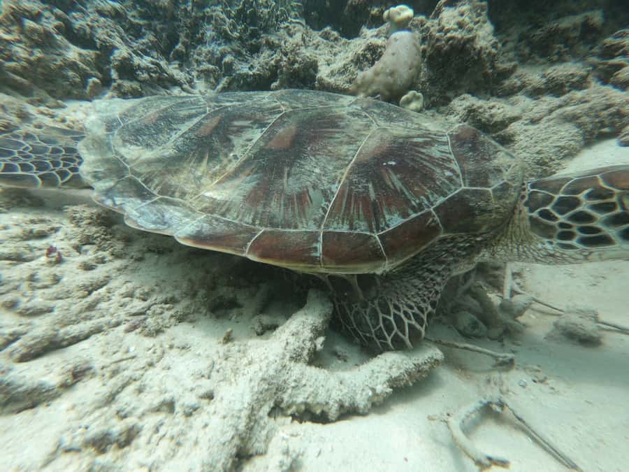 From Gili Air/Trawangan: Glass-Bottom Boat with Snorkeling - Gili Meno and Gili Air breaks: rest time that keeps the day enjoyable