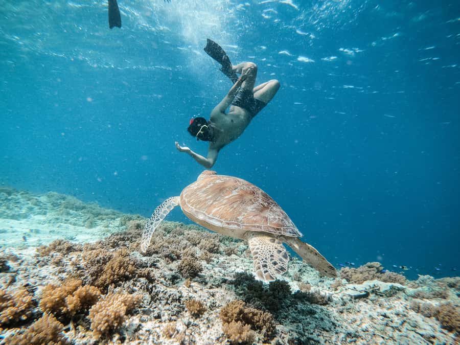 From Gili Meno: Private Snorkeling with Turtle & Statue - Should you book this Gili Meno Turtle and Statue snorkeling tour?