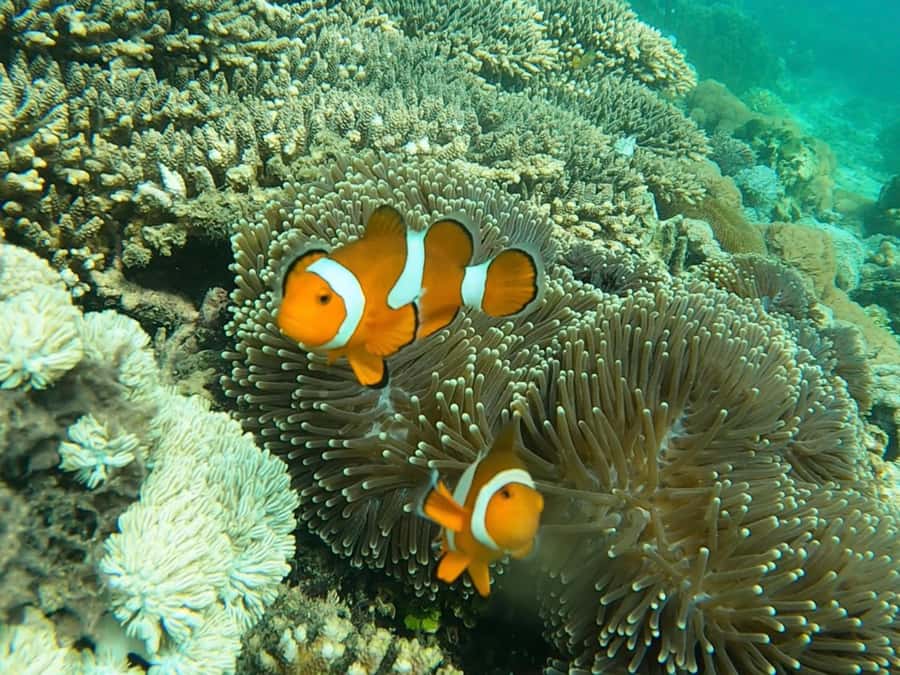 From Gili Meno: Private Snorkeling with Turtle & Statue - Timing and tour length: 2, 3, or 4 hours and what changes