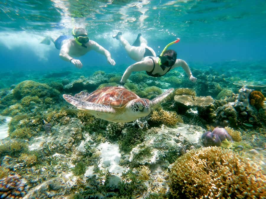 From Gili Meno: Private Snorkeling with Turtle & Statue - Who should book this, and who should skip it